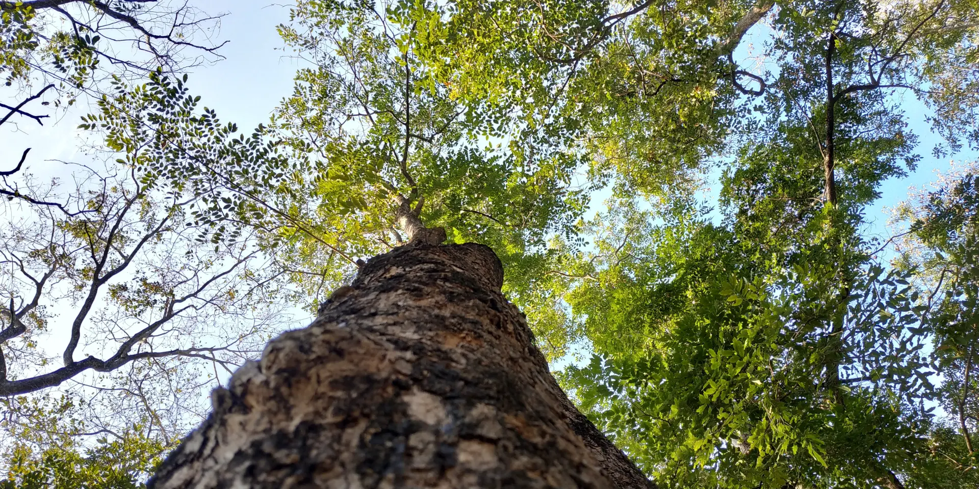 Who Is Responsible for Storm-Damaged Trees?