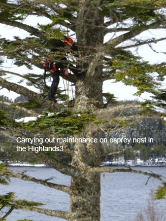 Tree Removal Service Near Me Dundee, Forfar, Angus, Aberdeenshire