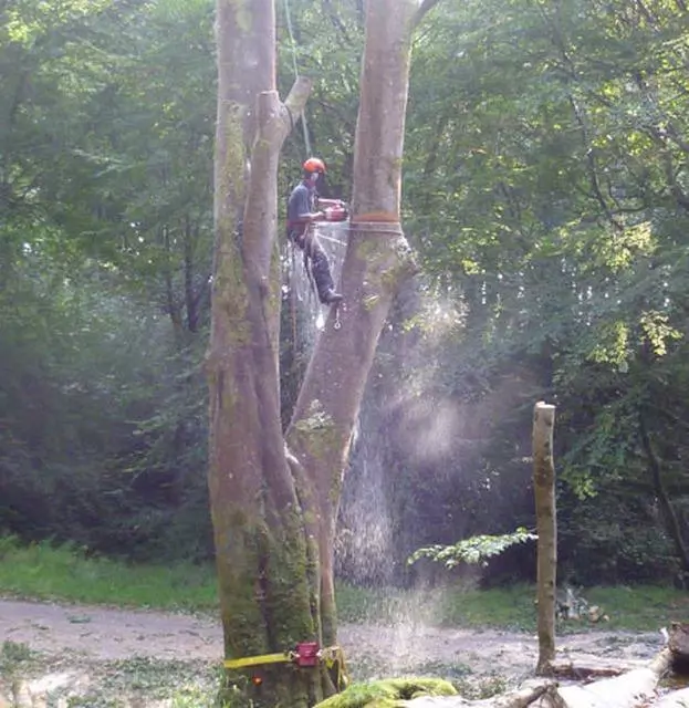 Tree Removal Dundee, Forfar, Angus and Aberdeenshire