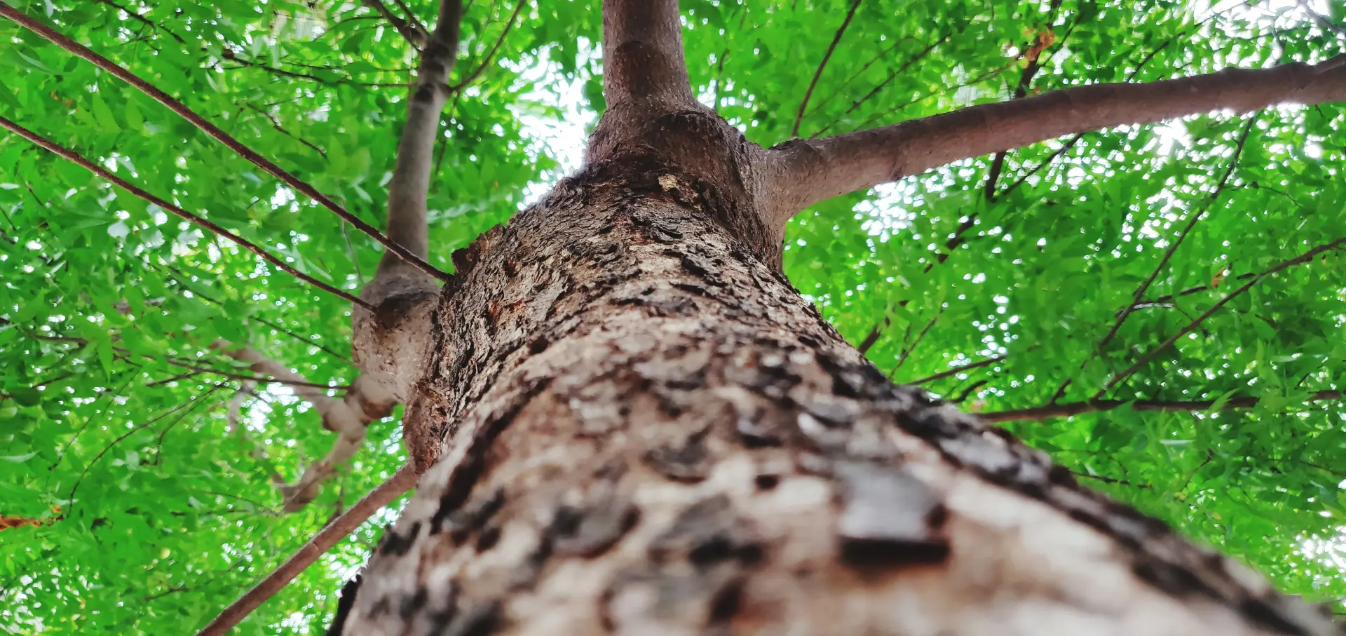 Emergency vs Non-Urgent Tree Removal