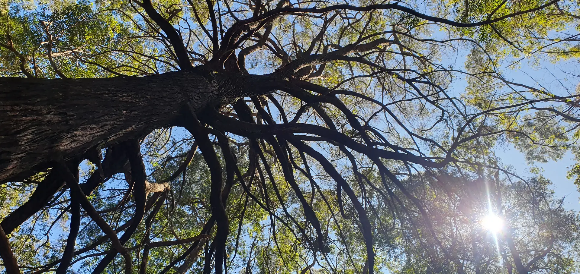 Who Is Liable For Damage Caused By A Neighbours Tree? Tree Removal Dundee, Forfar, Angus, Aberdeenshire