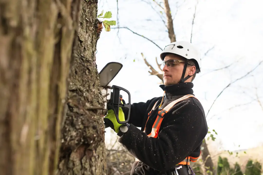 SIGNS YOUR TREE NEEDS CROWN REDUCTION