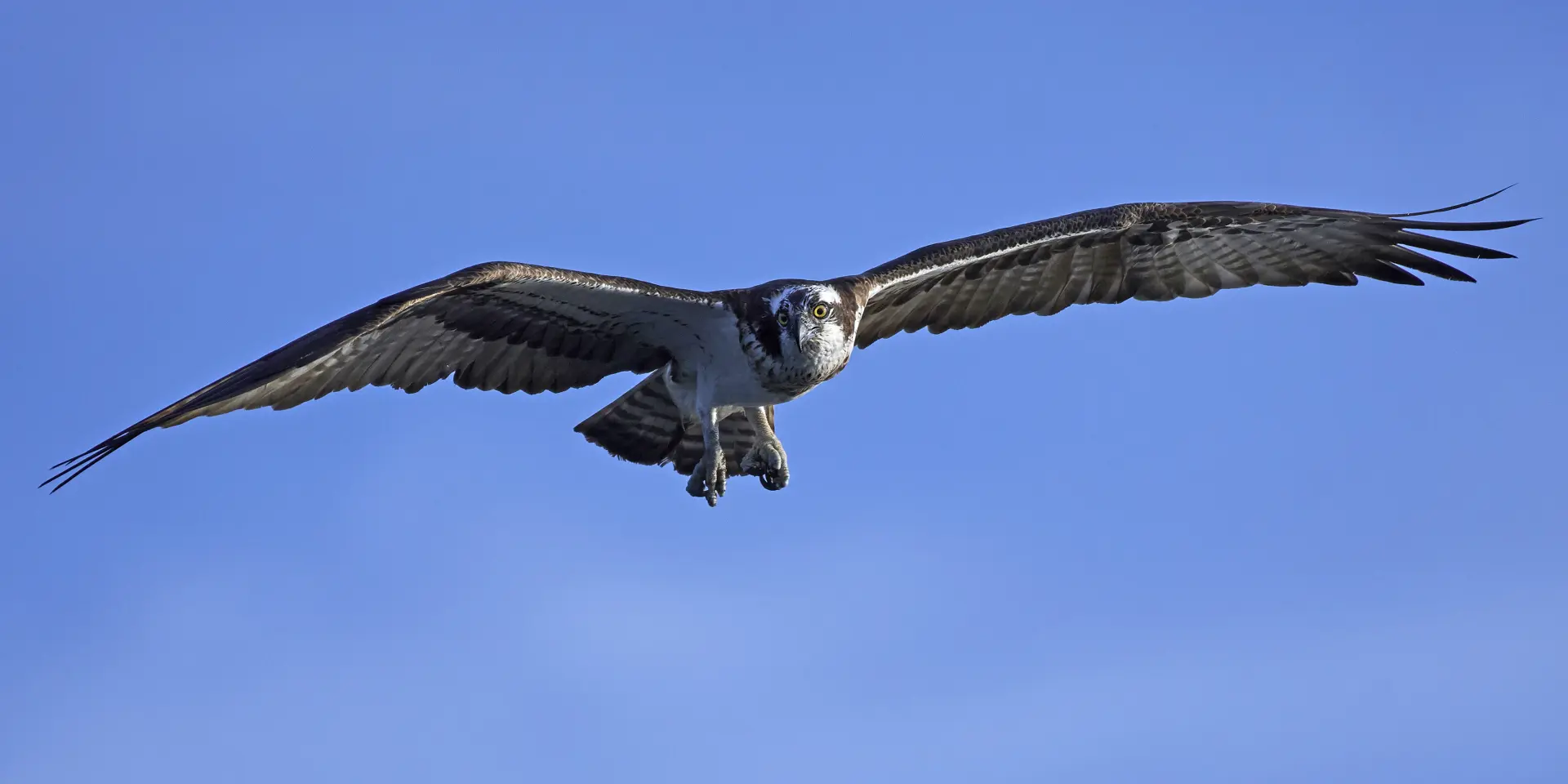 Osprey Nest Platforms Dundee, Forfar, Angus and Aberdeenshire