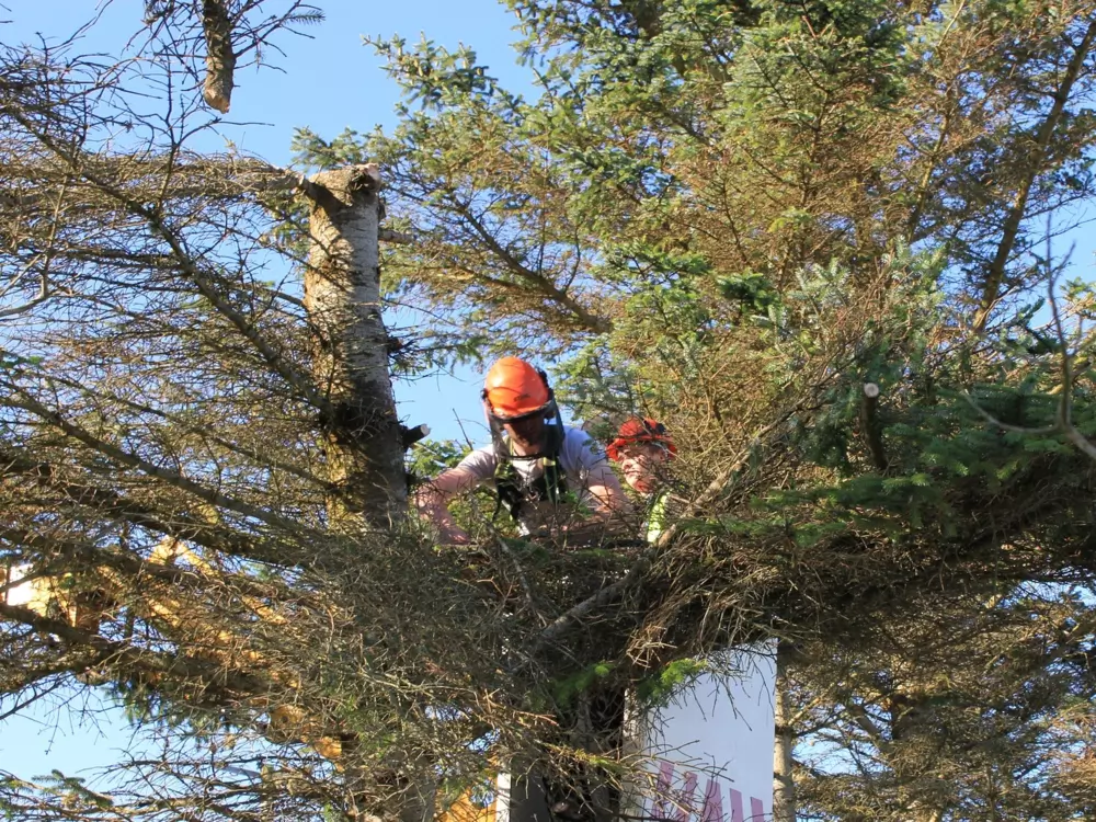 Tree Maintenance Dundee, Forfar, Angus and Aberdeenshire
