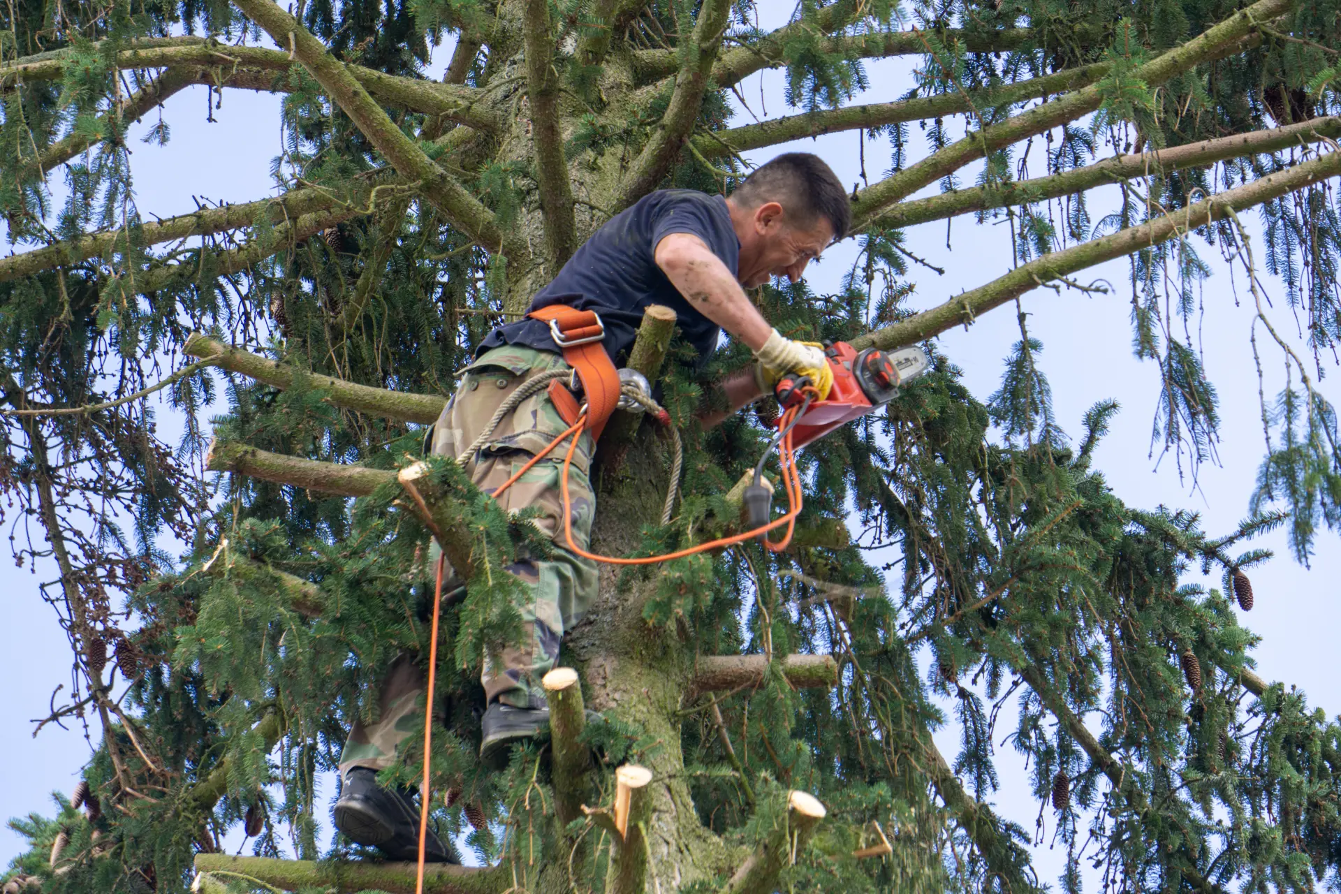 Tree Arborist Alyth
