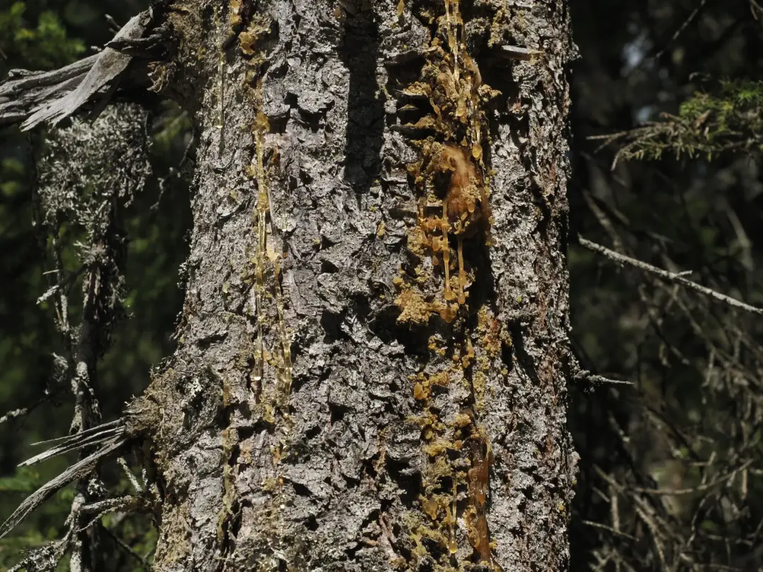 How to Spot Dead or Diseased Trees Before They Become Danger How to Spot Dead or Diseased Trees Before They Become Danger Image