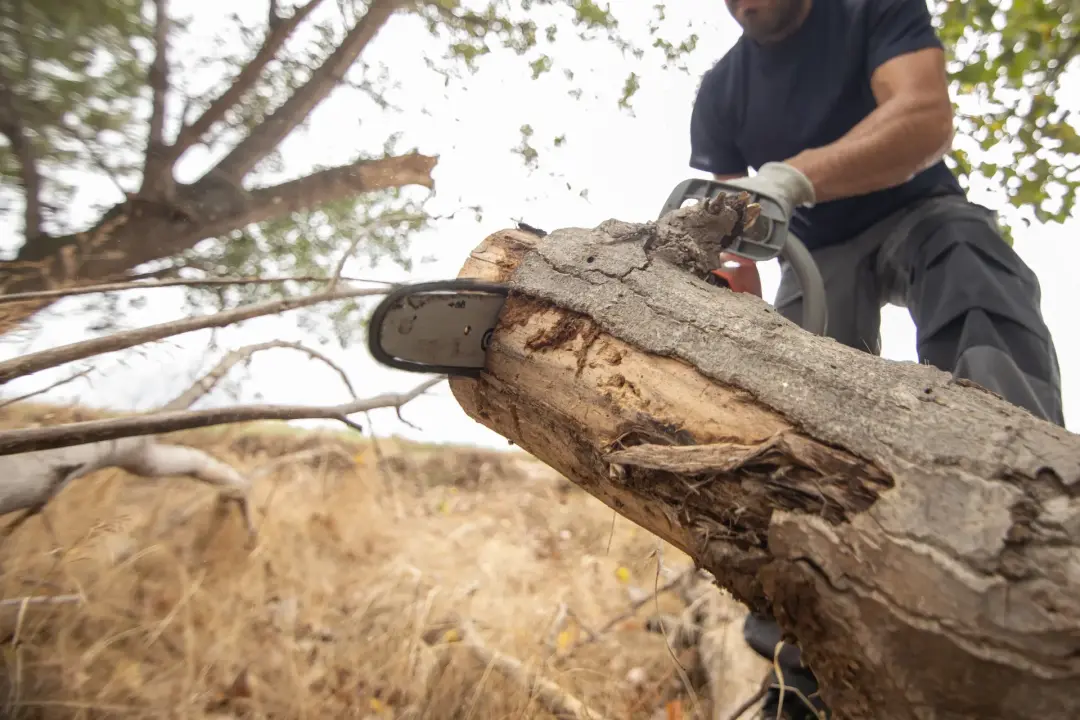 TREE REMOVAL MAY BE NECESSARY
