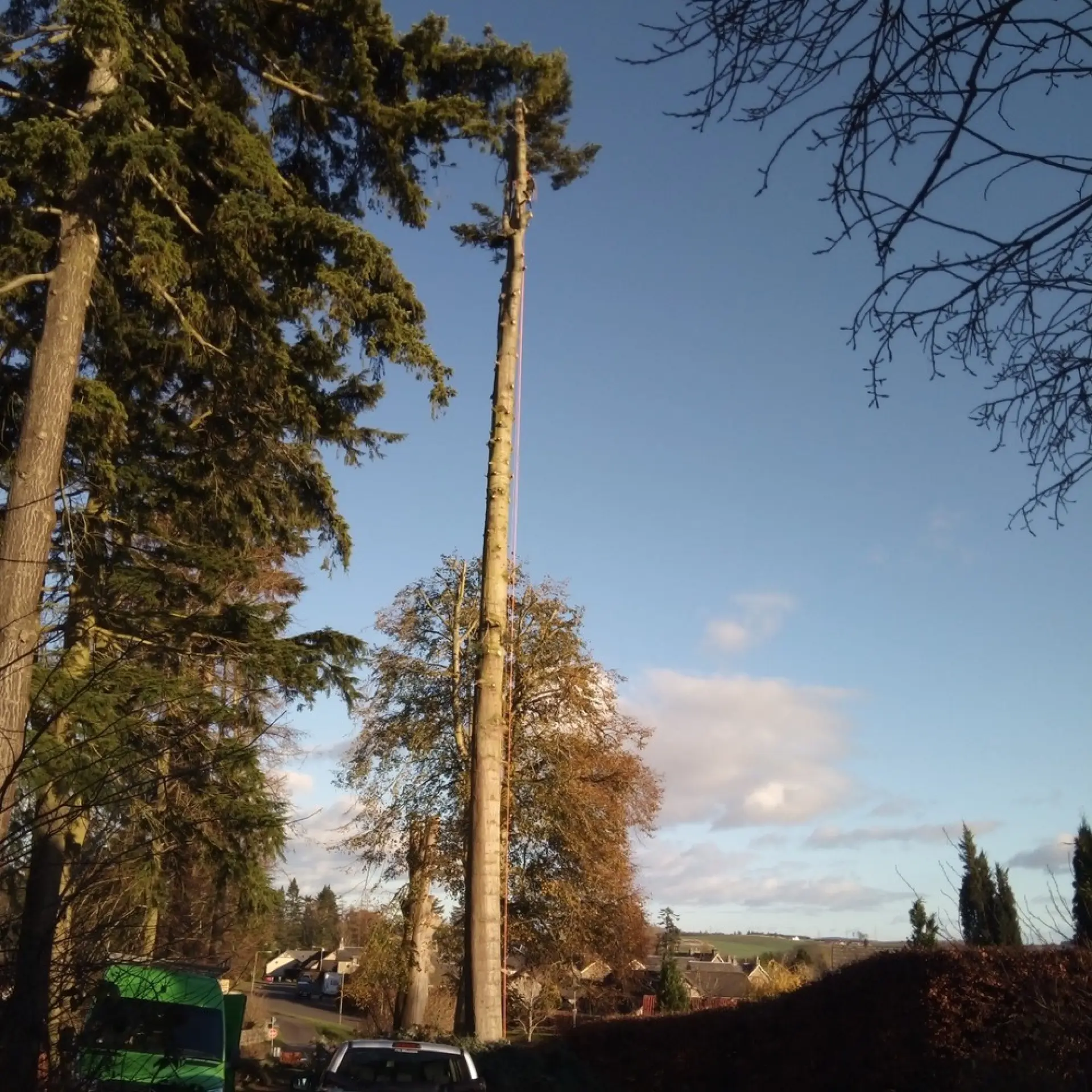 Emergency vs Non-Urgent Tree Removal