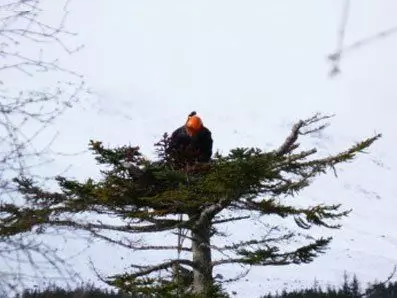 Osprey nest platforms