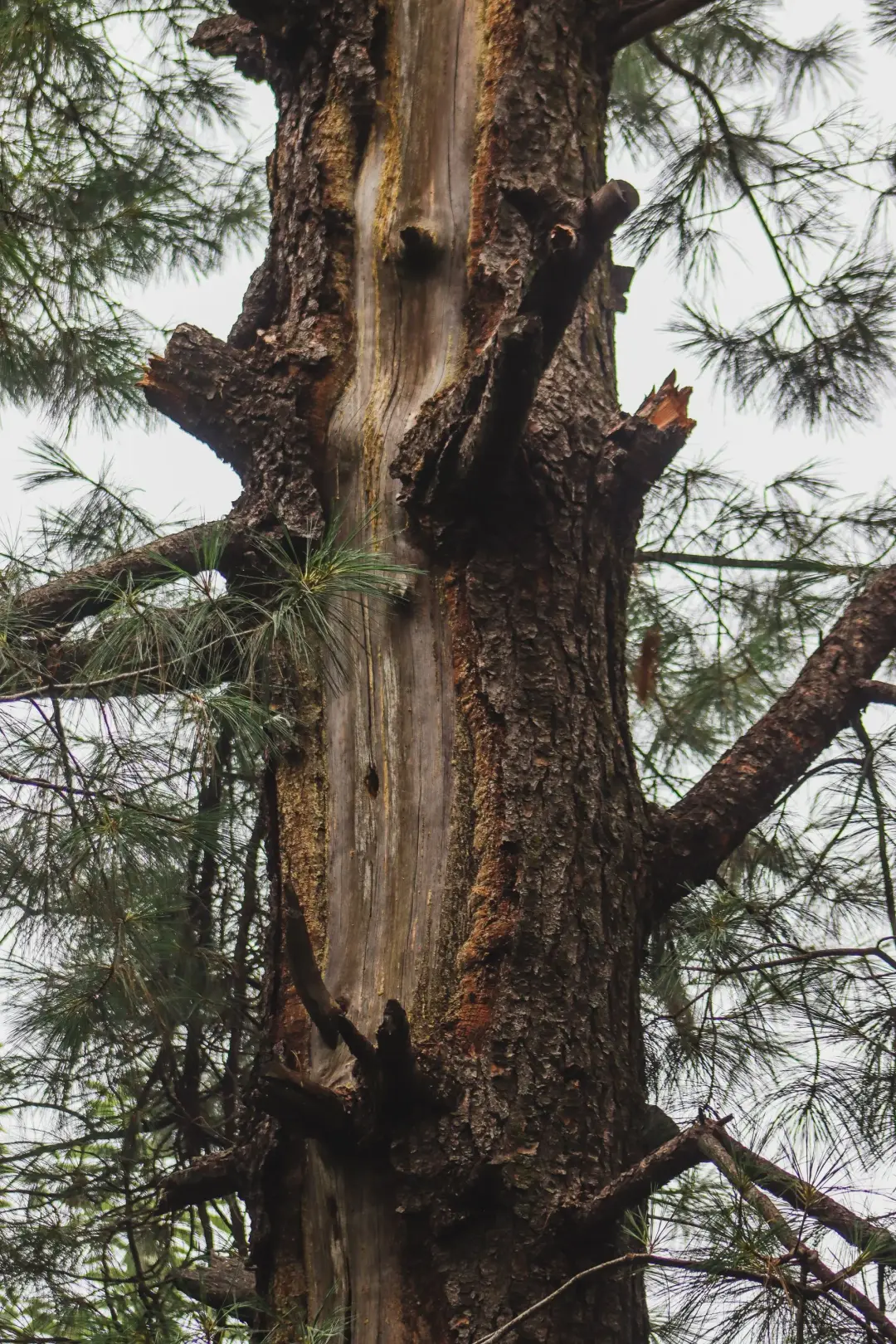 CAUSES OF TREE DISEASE AND DECLINE