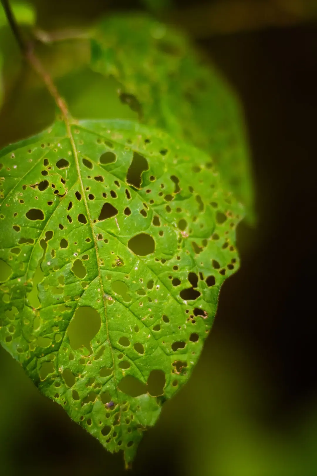 CHANGES IN LEAVES, BARK AND BRANCHES