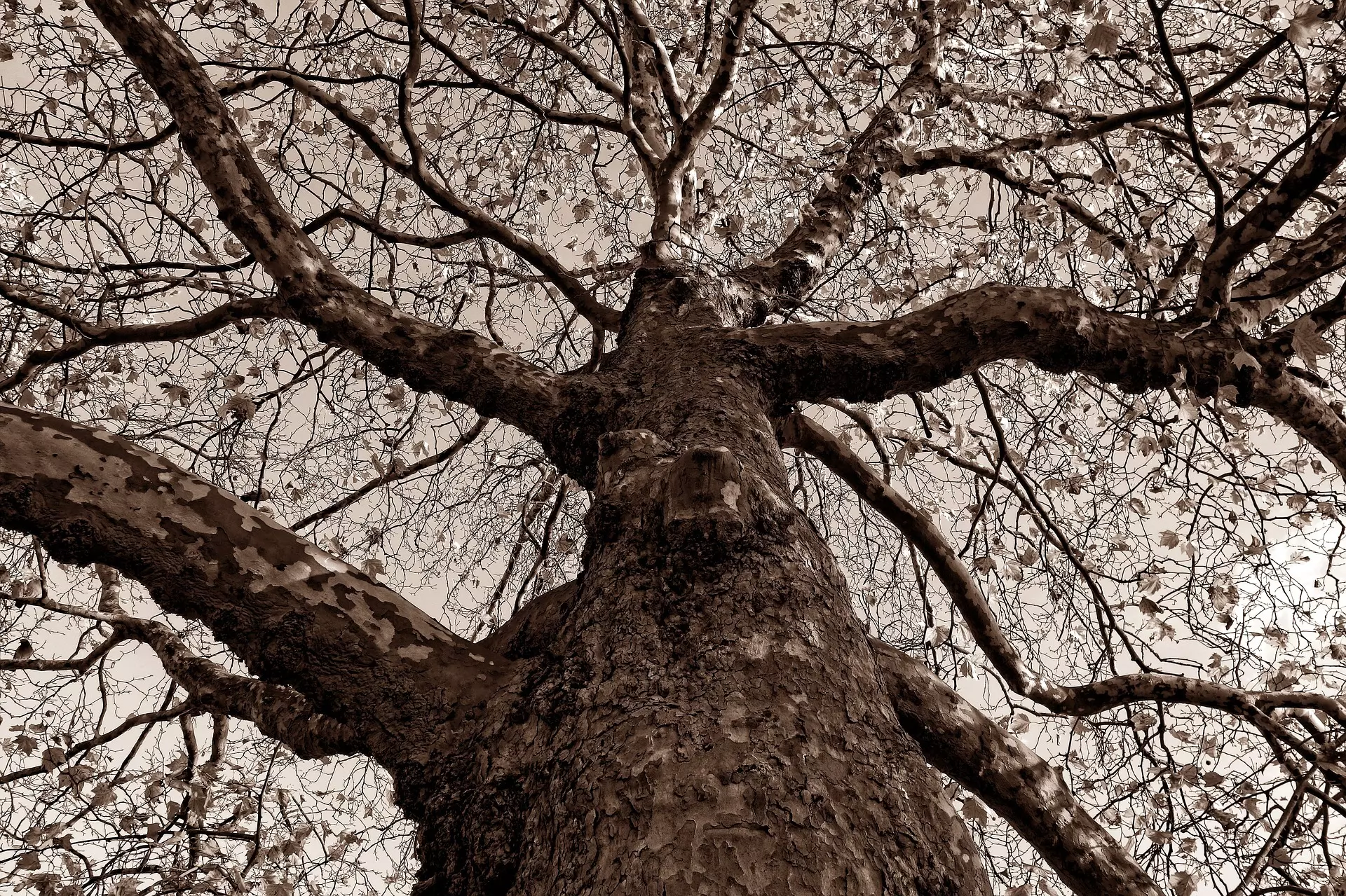 How Long Does It Take For A Tree To Recover From Pruning Image