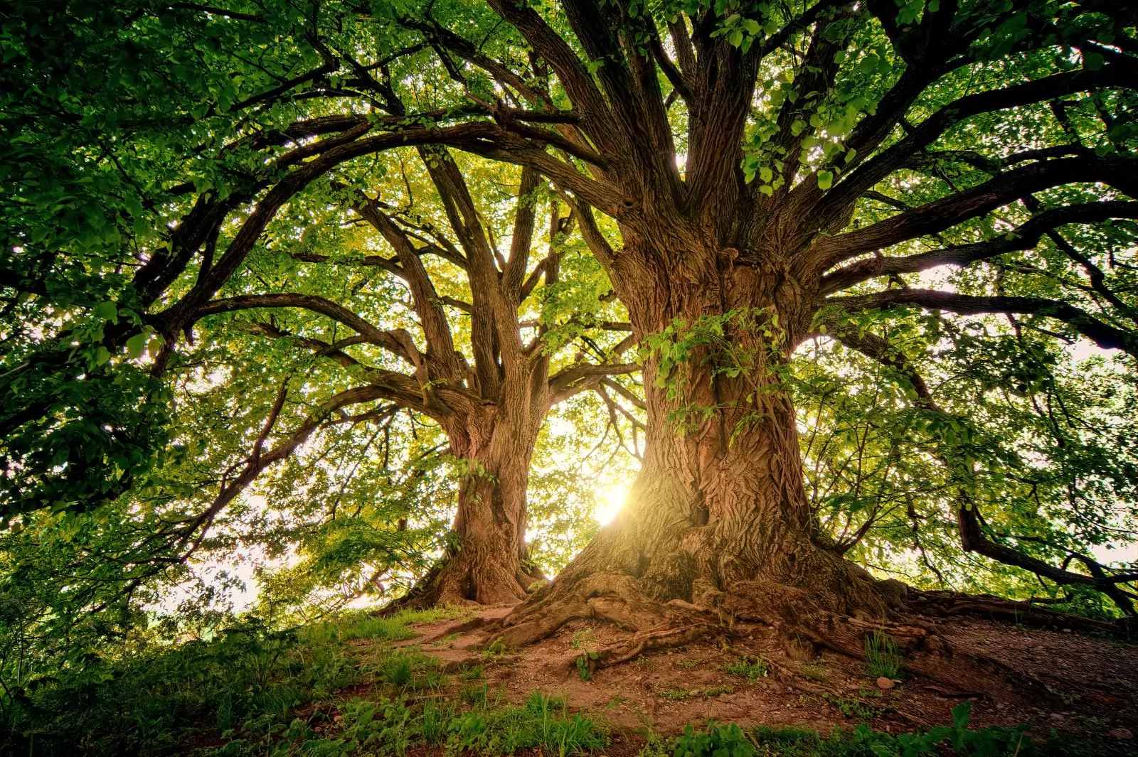 Storm Damage Tree Restoration in Dundee, Forfar, Angus or Aberdeenshire