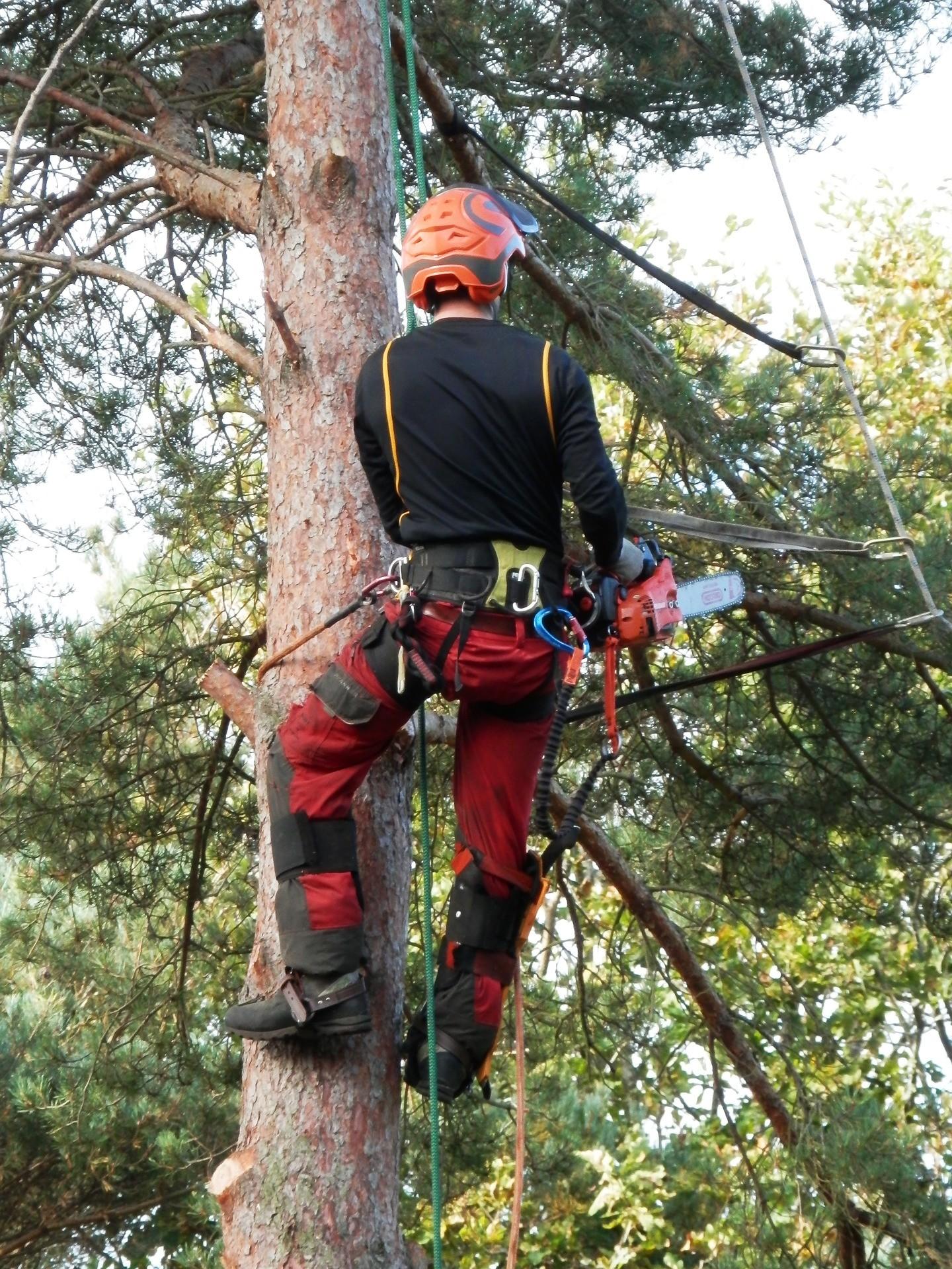 Will wind-damaged trees recover? Dundee, Forfar, Angus, Aberdeenshire